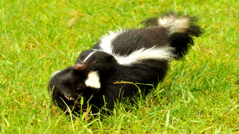 Professional Skunk Removal in Reynoldsburg Is Safe, Fast and Effective