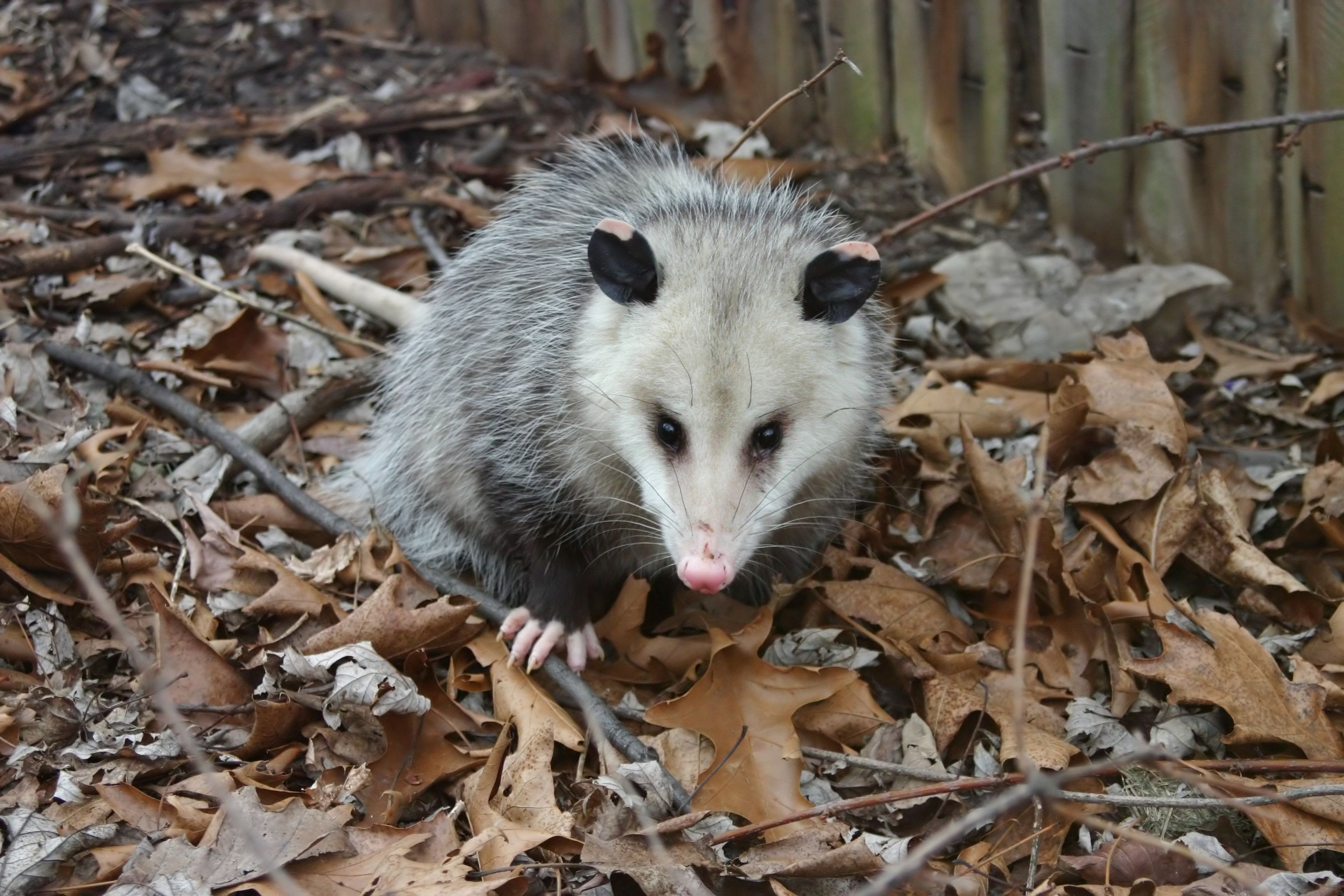 Calling A Service To Do Opossum Removal in Columbus OH