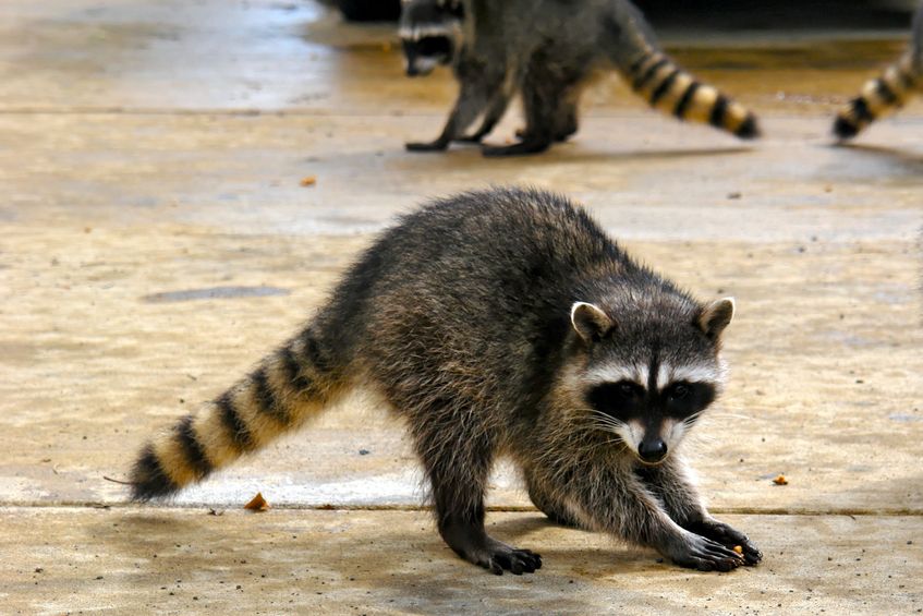 What Animals Require a Call to Animal Control in Reynoldsburg?